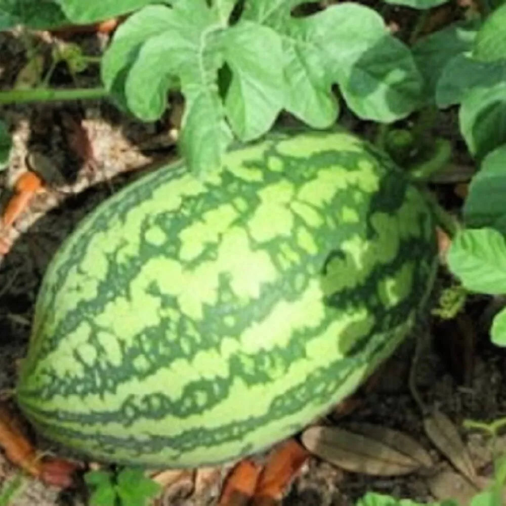 Florida Giant Watermelon Seeds | Heirloom NON-GMO | Citrullus lanatus | 20 Seed Packet for Home Garden