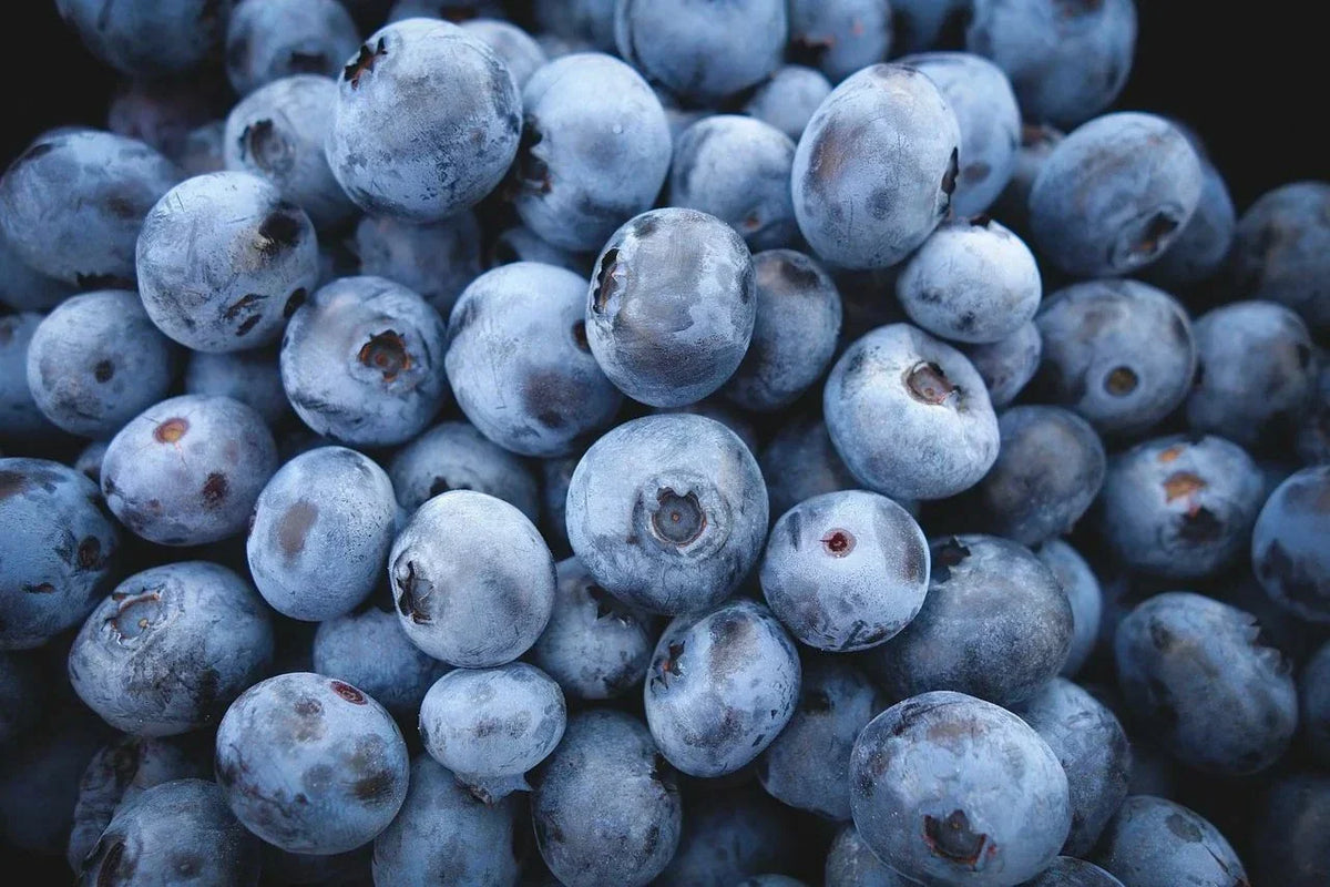Highbush Blueberry Seeds - 100 Count - Organic Vaccinium corymbosum - Home Garden Berry Seeds for Delicious Blueberries