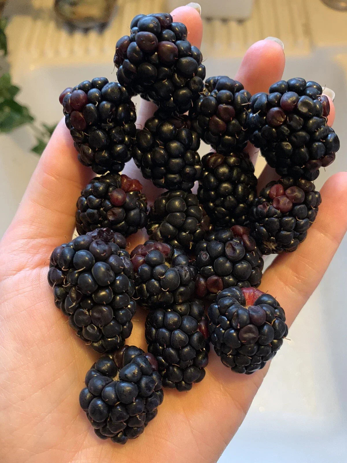 200 Organic Blackberry Seeds - Rubus fruticosus - Homegrown Edible Berry Bush for Garden & Containers - USA Grown