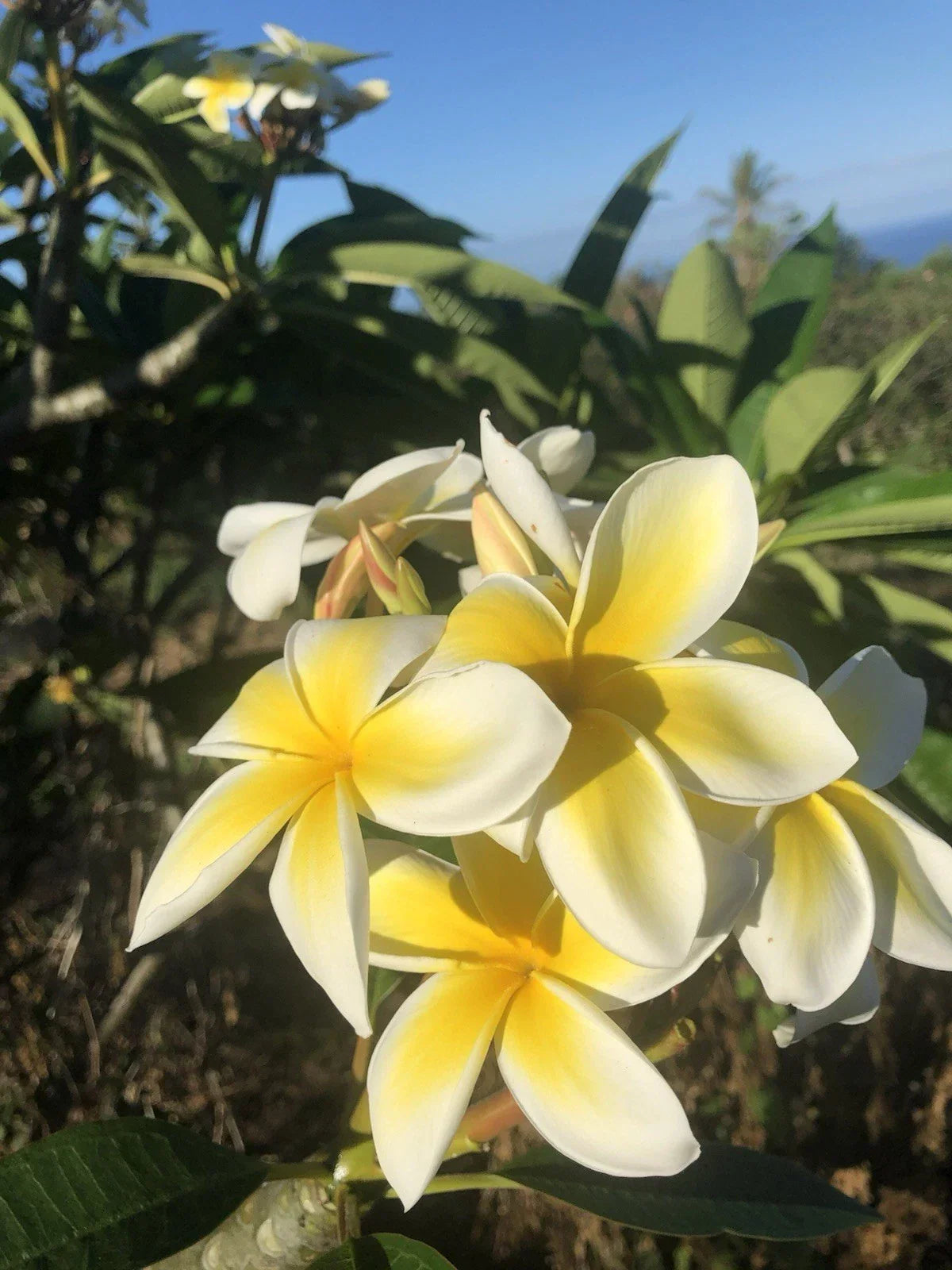 Yellow Plumeria Cutting - 10 Inch Rooted Frangipani - Plumeria rubra - Hawaiian Grown Fragrant Tropical Plant