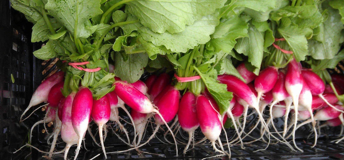 French Breakfast Radish Seeds 100 Count Heirloom Raphanus sativus Non-GMO for Organic Gardening