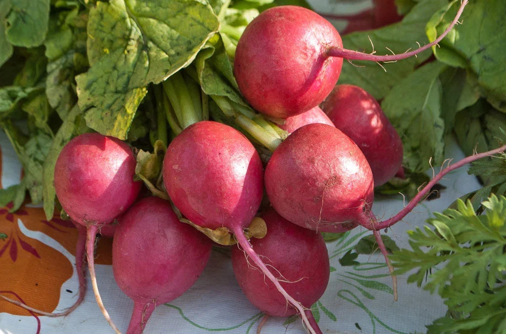 Comet Red Radish Seeds 360 Count - Raphanus sativus - Non-GMO Vegetable Seeds for Fast-Growing Garden - GroCo USA