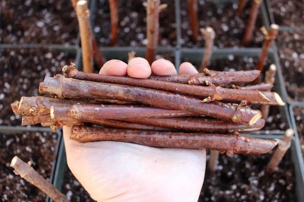 Elderberry Cuttings 5-Pack | Unrooted Sambucus Nigra | Green Foliage for Garden Planting | Deciduous Shrub Collection
