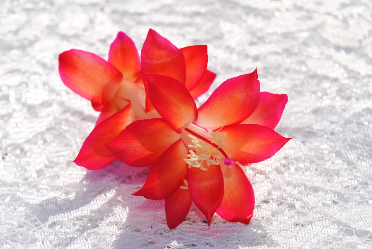 Christmas Cactus Starter Plant - Roxanne Variety - Schlumbergera Truncata - Healthy Well Rooted Succulent for Home Garden