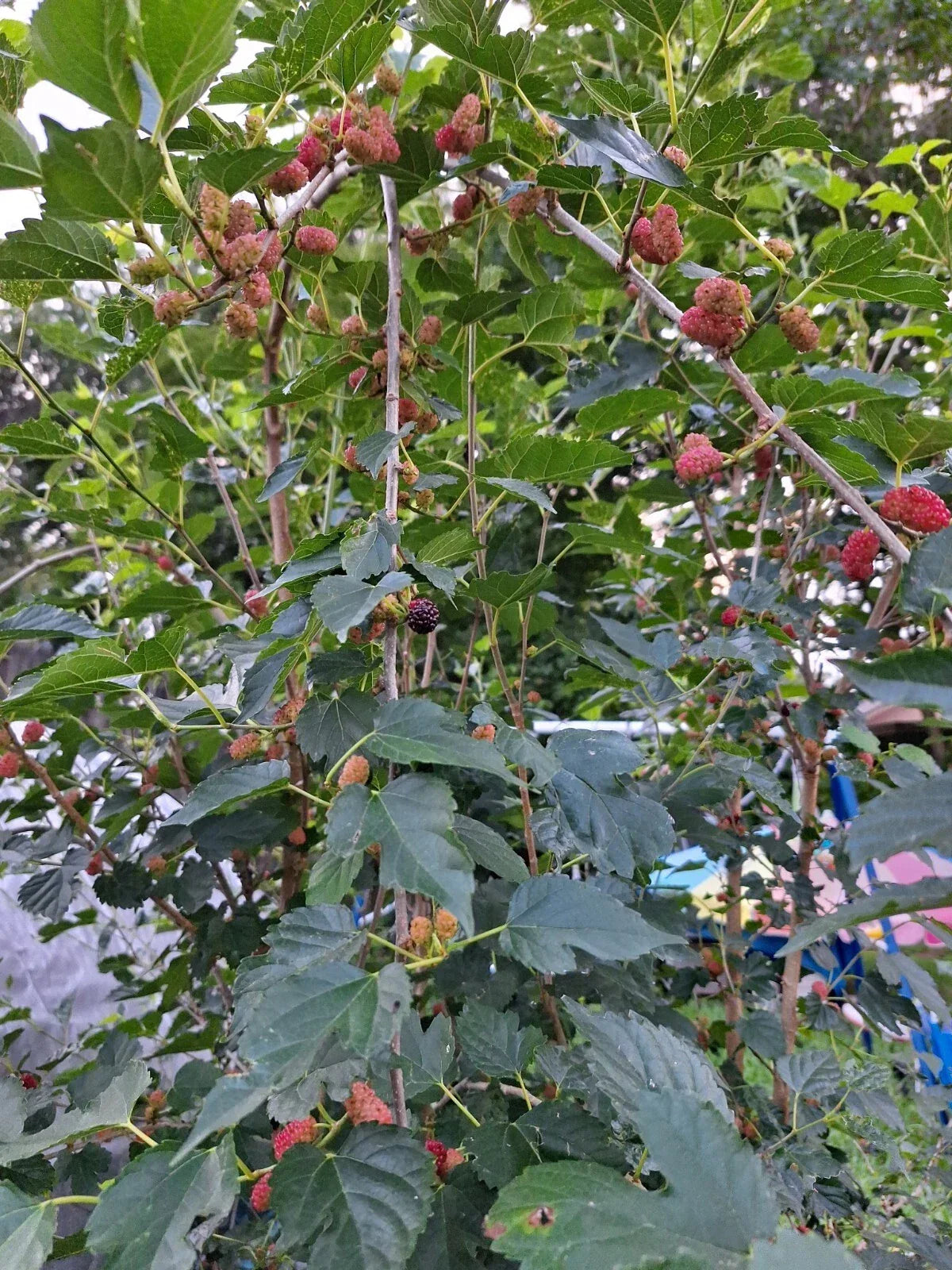 Dwarf Everbearing Mulberry Tree Live Plant 6 Inch Bare Root Morus Nigra - Compact Berry Producer for Gardens and Containers