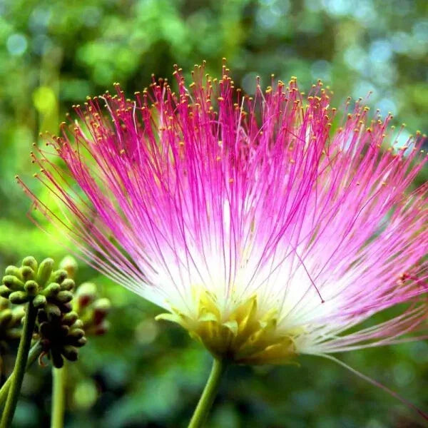 Pink Mimosa Tree Cuttings Lot of 30 Unrooted 7-8" Albizia julibrissin Nectar-Rich Pollinator Plant