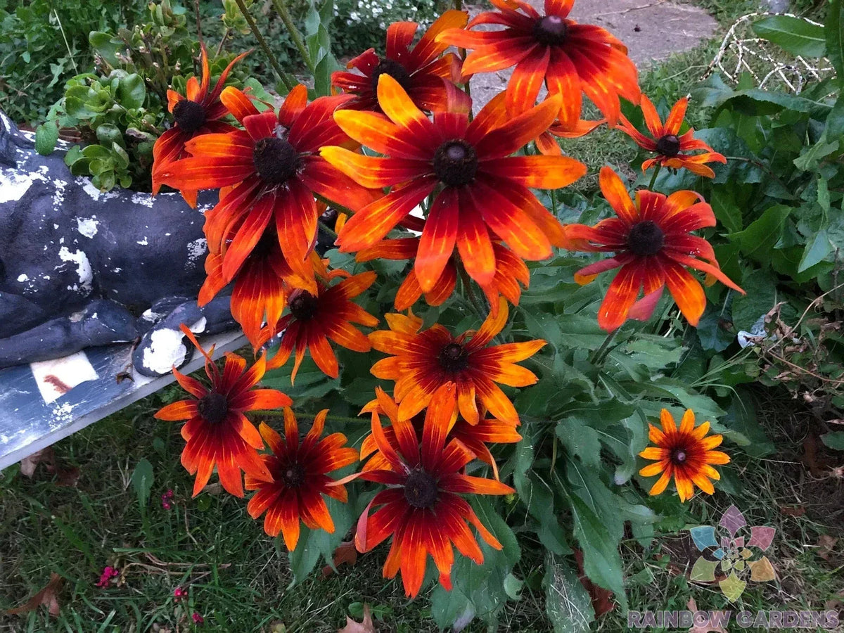 Rudbeckia Seeds - 200+ Gypsy Chycks Black-eyed Susan - Easy to Grow Annuals (Rudbeckia hirta) for Vibrant Garden Color