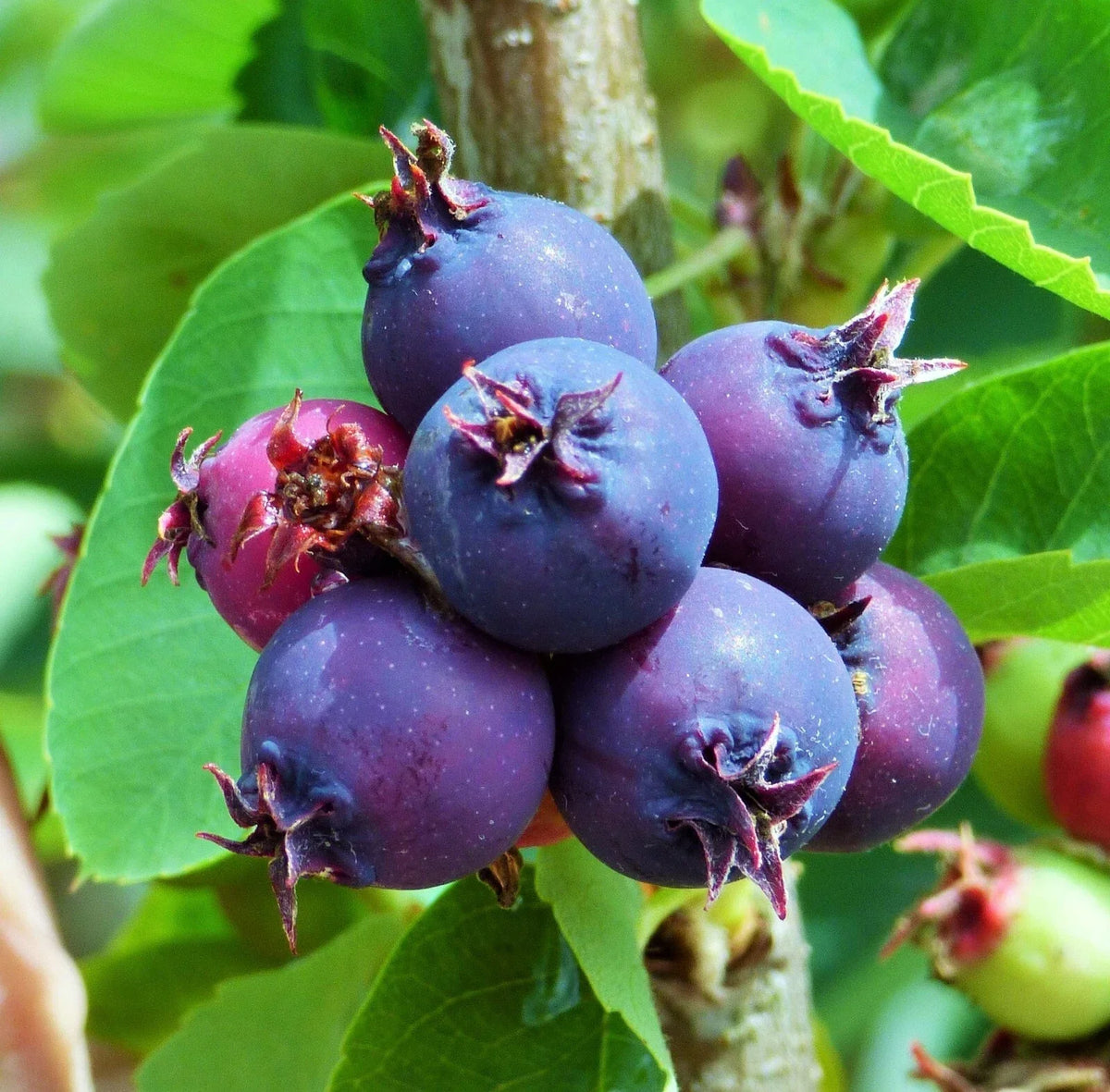 Saskatoon Serviceberry Plant, Rooted, Edible Blue Berries, Self-Pollinating, Amelanchier alnifolia, Zones 4-7