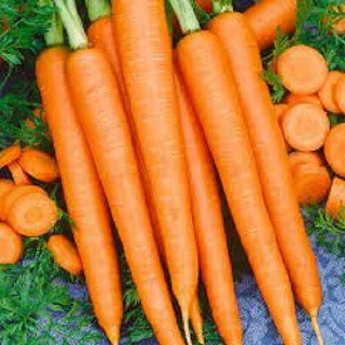 Organic Heirloom Carrot Seeds - Tendersweet Variety, Non-GMO, Daucus carota, 200 Seeds for Home Gardening