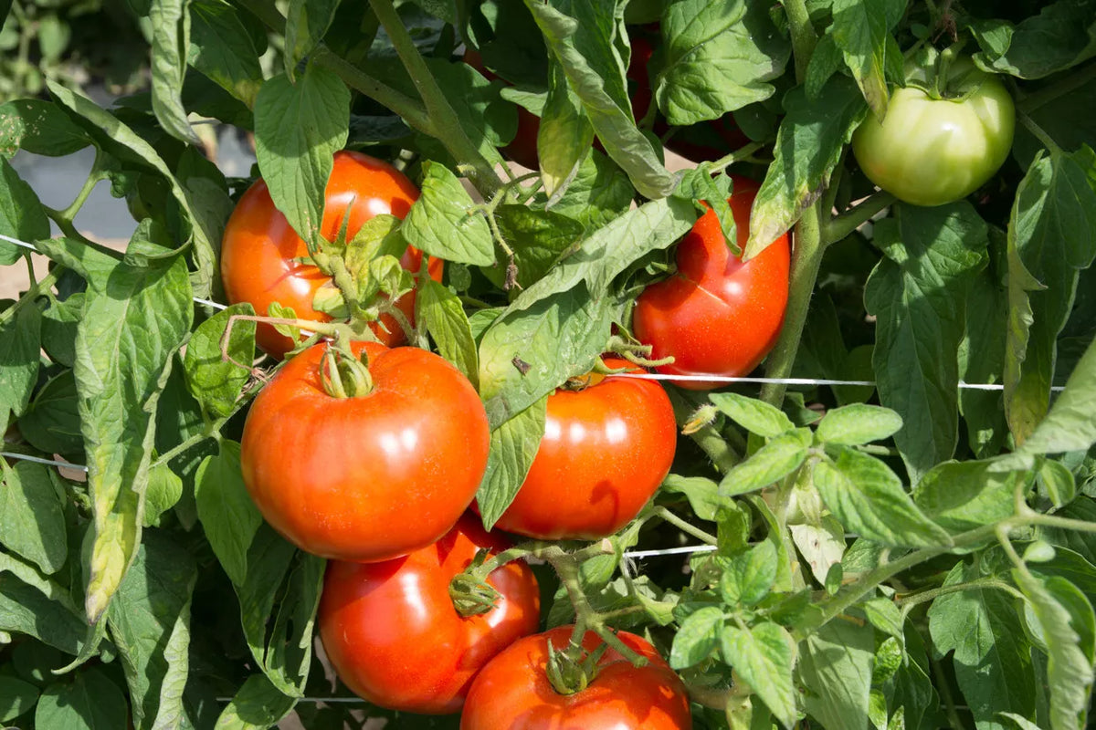 Rutgers Tomato Seeds - 30 Non-GMO Seeds, Jersey Variety, Solanum lycopersicum 'Rutgers' - Perfect for Fresh Eating and Canning