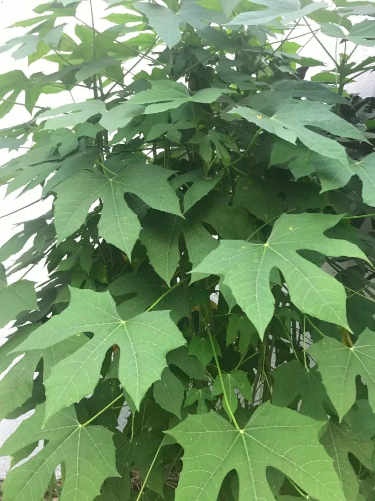 Chaya Spinach Cuttings - Fresh Organically Grown Cnidoscolus aconitifolius - Easy Rooting Plant for Home Gardens
