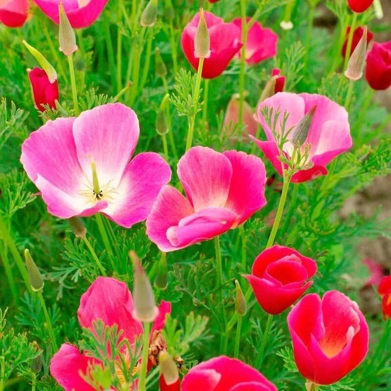 Poppy Flower Seeds 50 Count Carmine King Papaver rhoeas - Vibrant Red Blooms for Garden