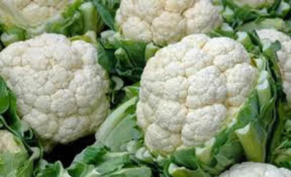 Cauliflower Seeds 500 Pack - Snowball Y Heirloom Non-GMO - Brassica oleracea var. botrytis - Easy to Grow, High Yield