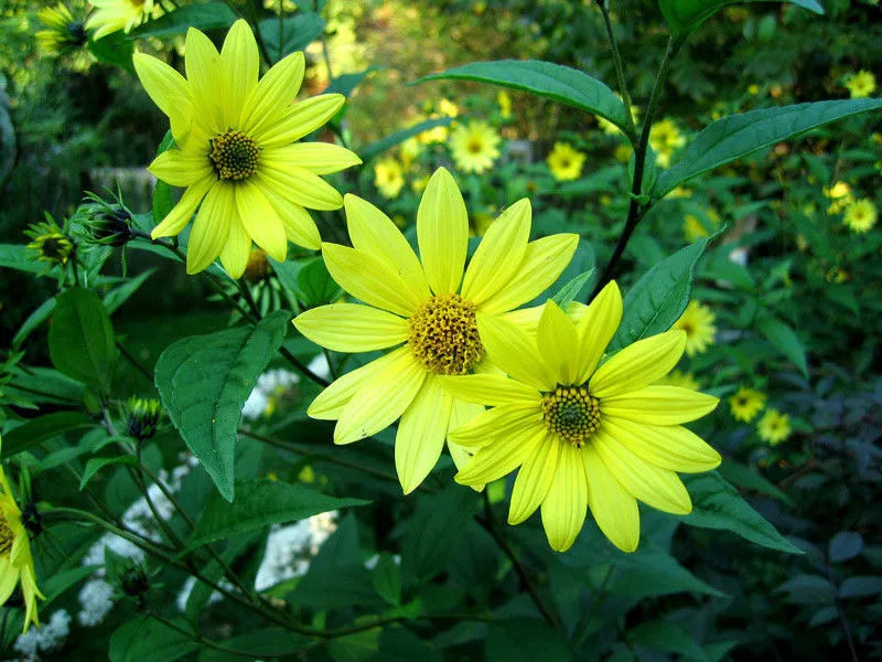 Lemon Queen Sunflower Seeds - 80 Yellow Bloom Seeds - Helianthus annuus - USA Grown Non-GMO