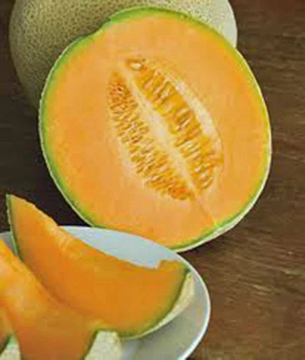 Cantaloupe Seeds 500 Count Heirloom Hales Best Jumbo Non-GMO Cucumis melo for Sweet Juicy Melons Gardening