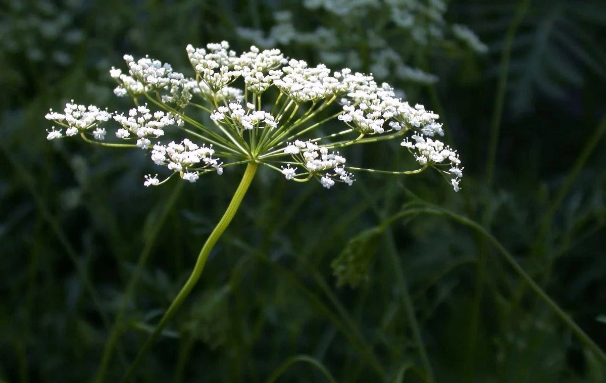 Anise Herb Seeds - Non-GMO Heirloom - Licorice Flavor - Pimpinella anisum - Multiple Sizes Available