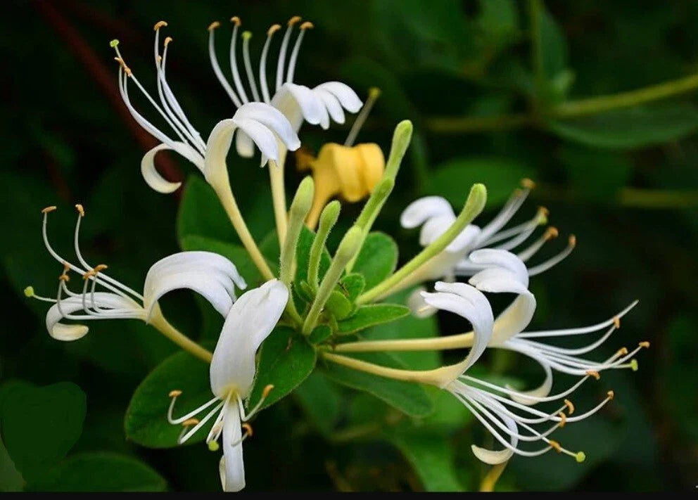 White Honeysuckle Vine Live Plant 1-3 Feet Bare Root Lonicera japonica Hardy Fragrant Climbing Vine for Garden
