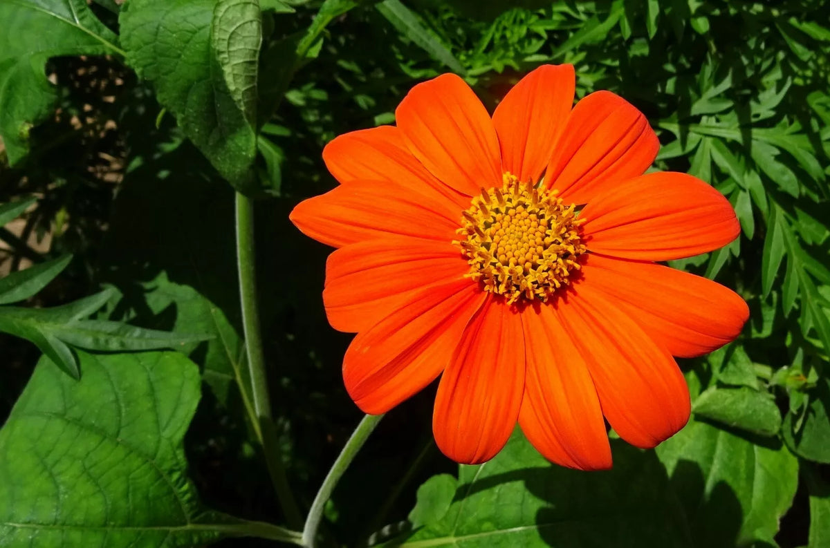 Torch Tithonia Seeds - 50+ Mexican Sunflower Seeds - Vibrant Orange-Yellow Blooms - Tithonia rotundifolia - Attract Pollinators
