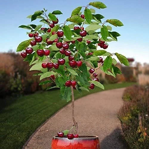 Bonsai Dwarf Cherry Tree Seeds 30 Pack | Indoor/Outdoor Fruit Tree | Prunus serrulata | USA Grown