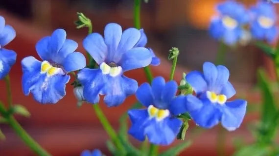 Nemesia Seeds - Blue Gem - Annual Flower Seeds - Nemesia strumosa - Fragrant Blue Blooms for Garden Containers
