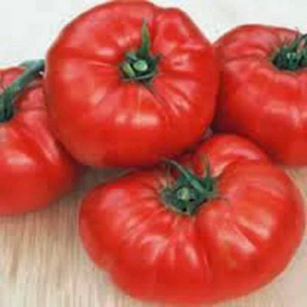 Beefsteak Tomato Seeds, 500 Count, Heirloom Non-GMO, Solanum lycopersicum, High-Yielding Vegetable for Home Gardening