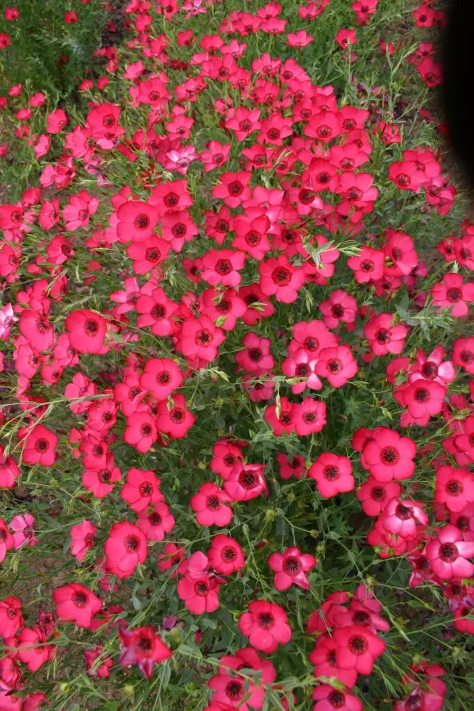 Scarlet Flax Seeds - 200+ Organic Non-GMO Heirloom Seeds - Linum grandiflorum for Easy Gardening and Vibrant Blooms