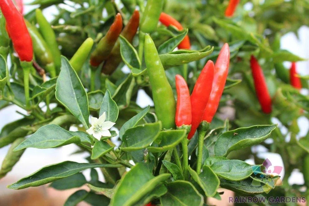 Malagueta Hot Pepper Seeds - 25+ USA Grown Capsicum frutescens - Spicy Garden Planting Seeds for Culinary Use