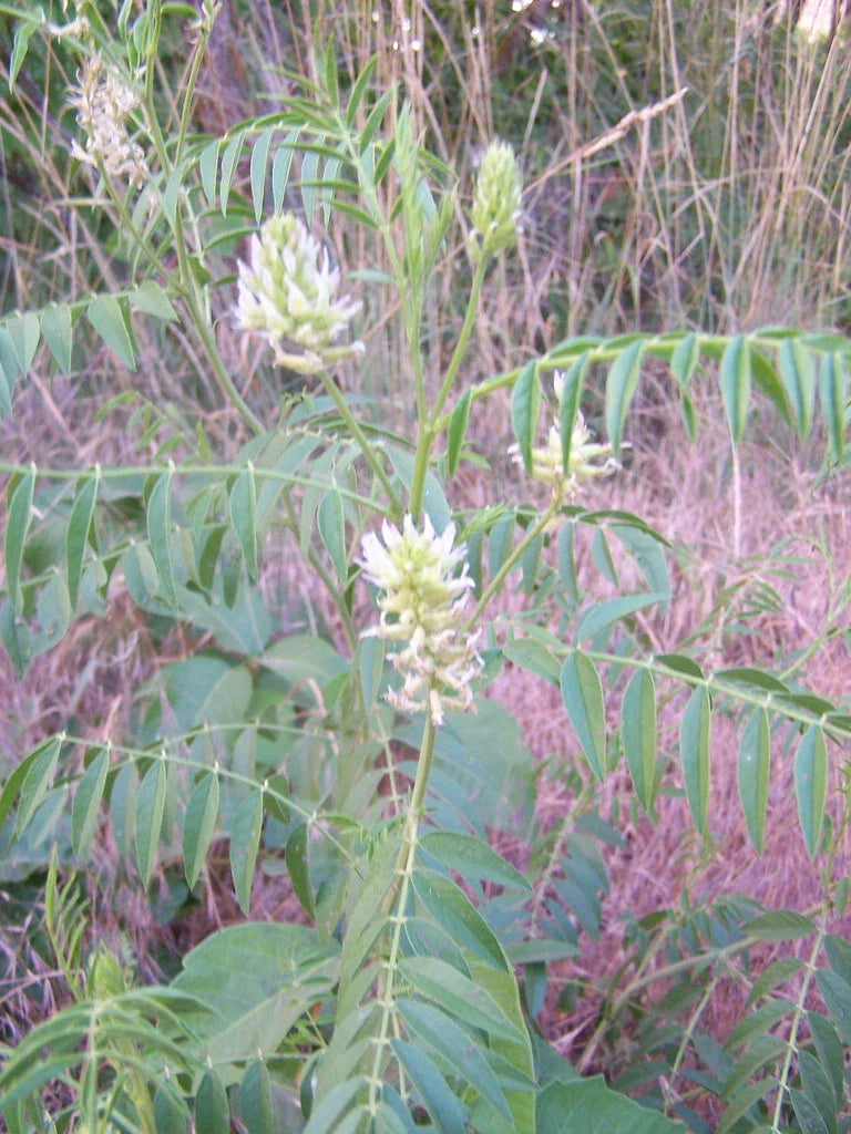 20 Seeds American Wild Licorice Glycyrrhiza lepidota Non-GMO Herbal Gardening Seeds for Culinary Use