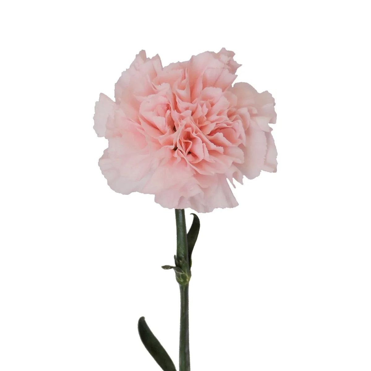 Pretty in Pink Carnation Cuttings - 15 Rooting Cuts - Dianthus caryophyllus - Vibrant Pink Blooms for Garden and Arrangements