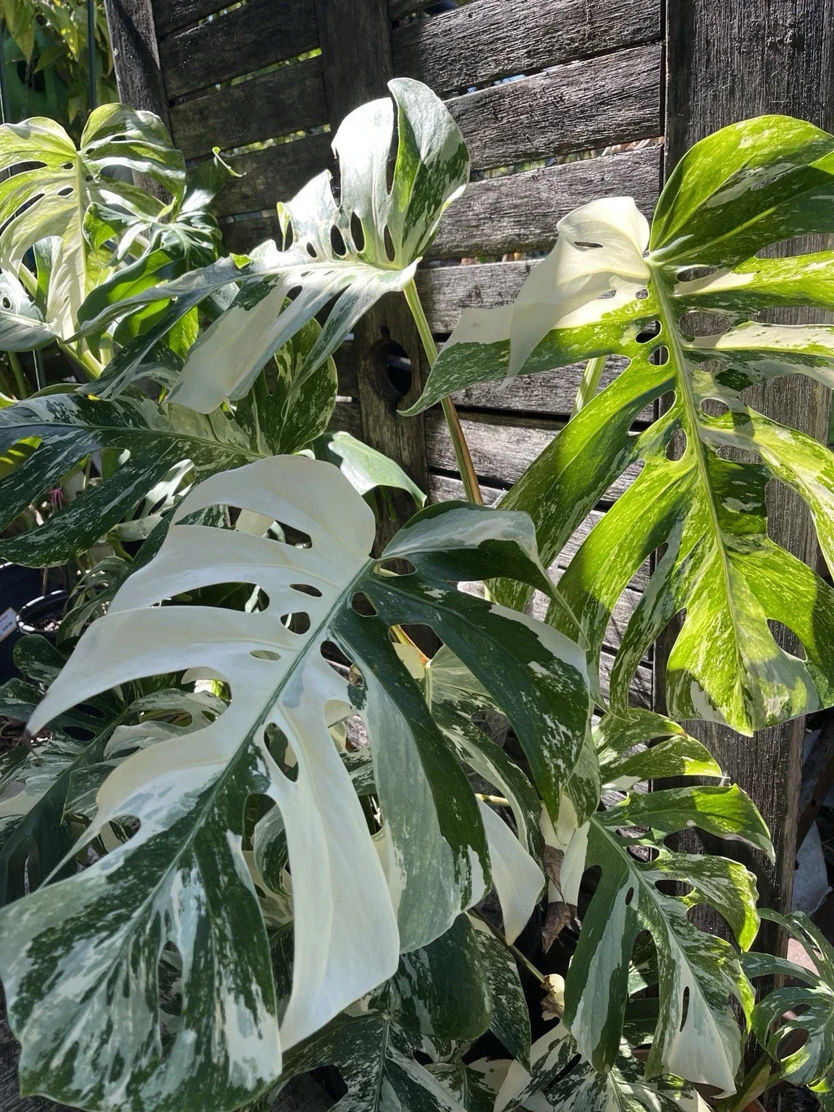Monstera Albo Cutting - 1 Stem - Rare Variegated Houseplant - Monstera deliciosa 'Albo Variegata' - Indoor Plant Decor