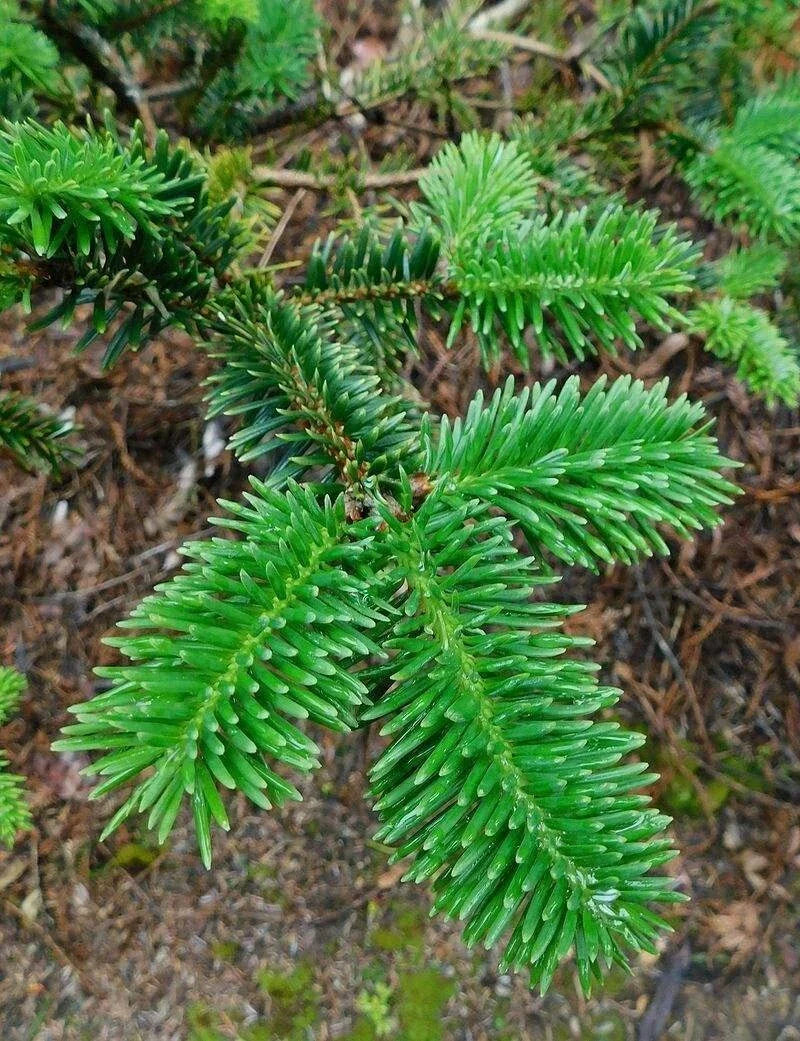 George Fir Tree Seeds 30 Pack - Abies forrestii georgei, Hardy Evergreen for Planting, Ideal for Privacy Screens and Wildlife