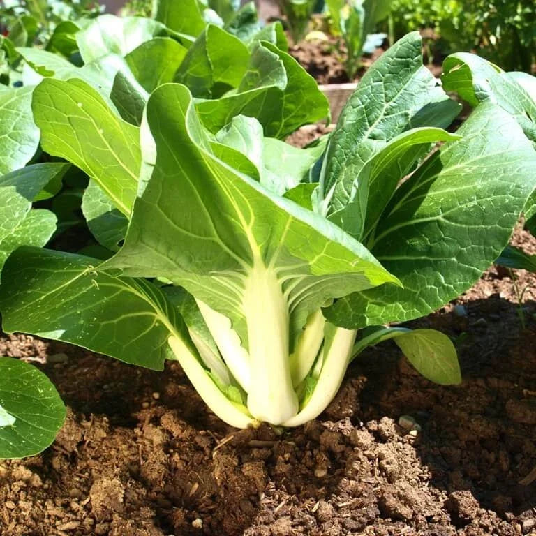 Large Bok Choy Seeds - White Stem Variety - Brassica rapa var. chinensis - Non-GMO, Fast-Growing, Perfect for 2025 Planting