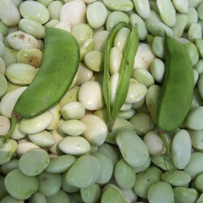 White Dixie Butterpea Seeds - Non-GMO Lima Bean, Organic Heirloom Variety, Phaseolus lunatus, Ideal for Gardening