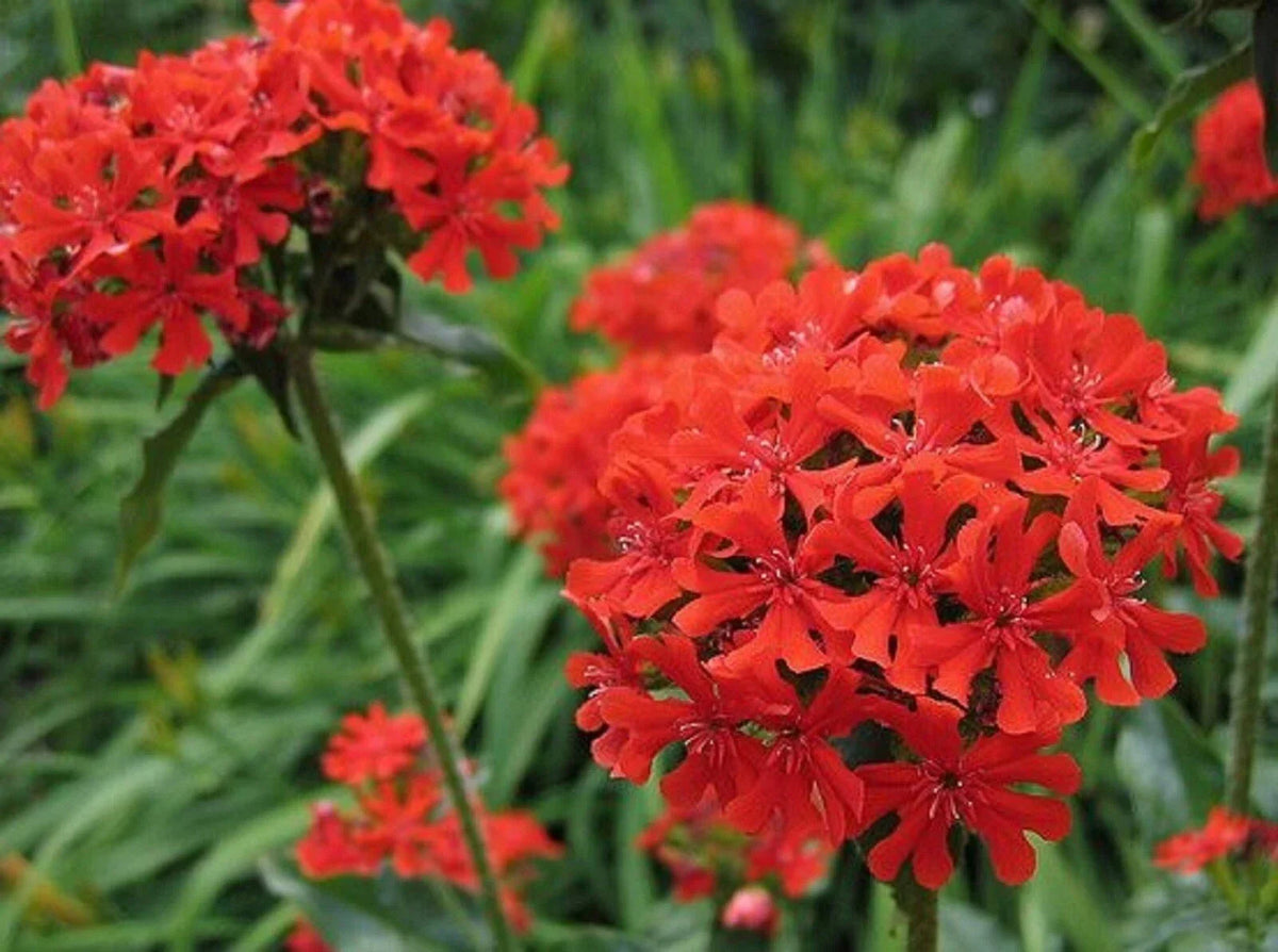 Maltese Cross Seeds - 200 Count - Bright Red Flowers - Lychnis chalcedonica - Perennial Garden Planting