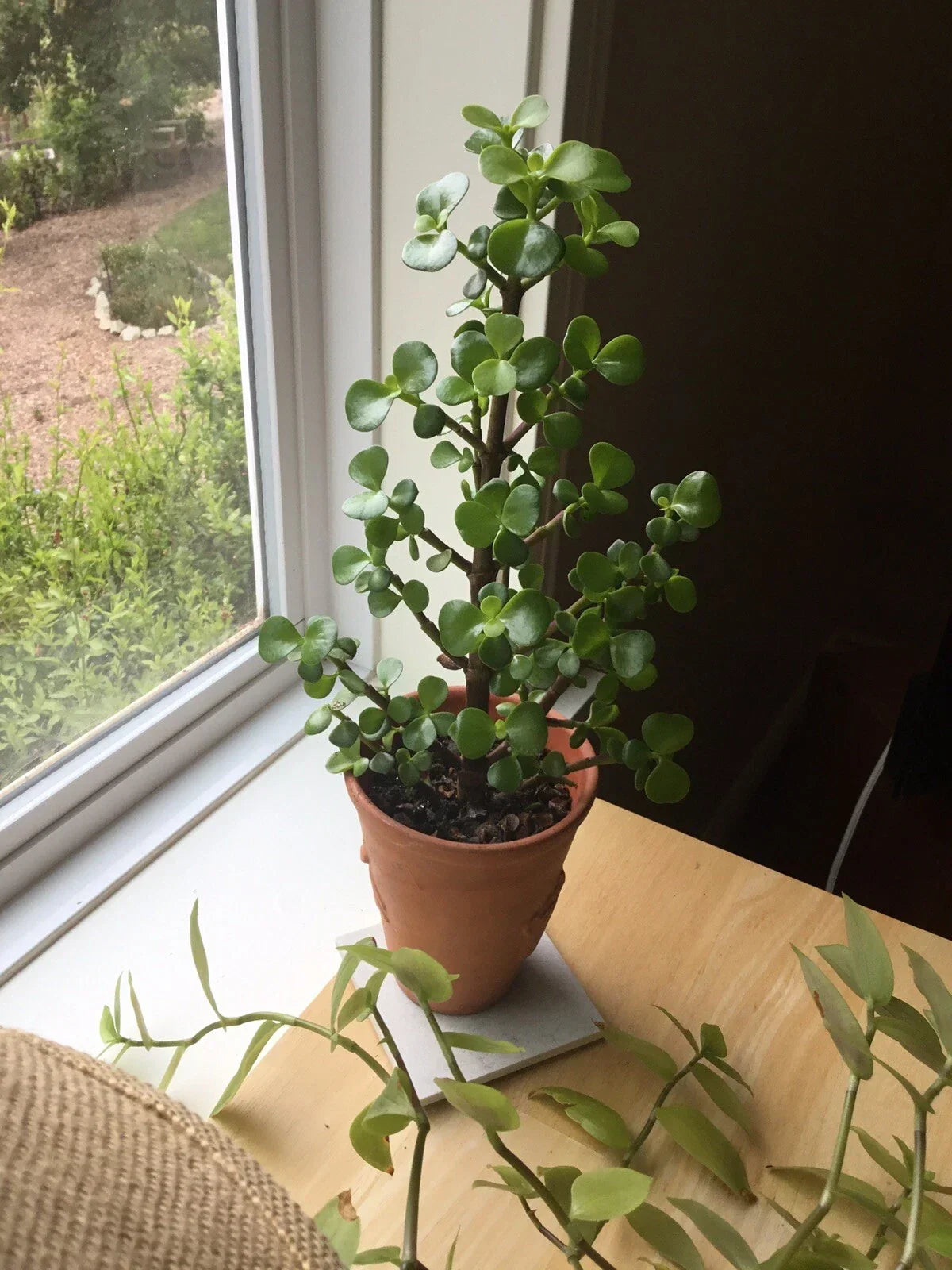Christmas Tree Jade Cuttings - 6 Flowering Cuttings - Crassula perfoliata var. falcata - Easy to Propagate Succulent