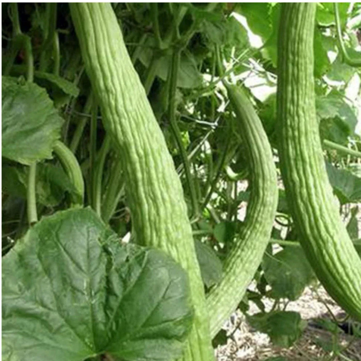 Cucumber Seeds - 35+ Organic Armenian Light Green Heirloom - Cucumis sativus - Non-GMO, Easy to Grow, Free Shipping
