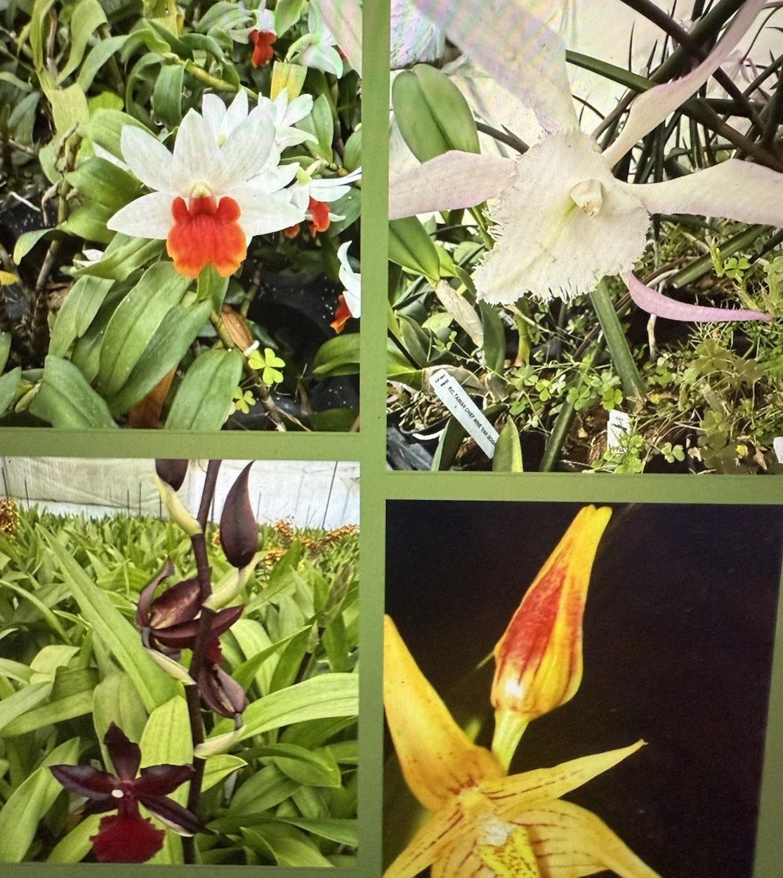 Orchid Plant Seedlings - 3 Bare Root Bulbs - New Varieties - Orchidaceae - Easy Care for Indoor/Outdoor Gardening