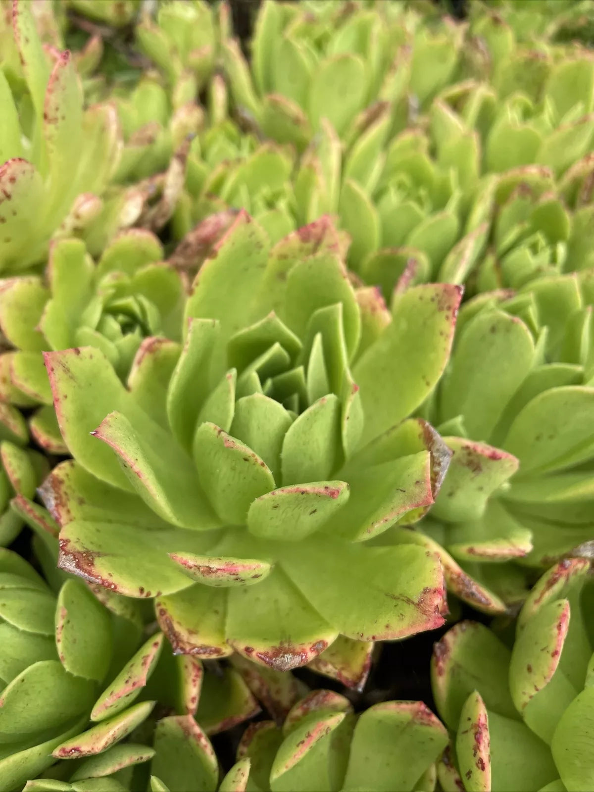 Rare Aeonium Succulent Cuttings 4-6” Pink Edges Green Live Plant - Aeonium spp. for Indoor and Outdoor Decor