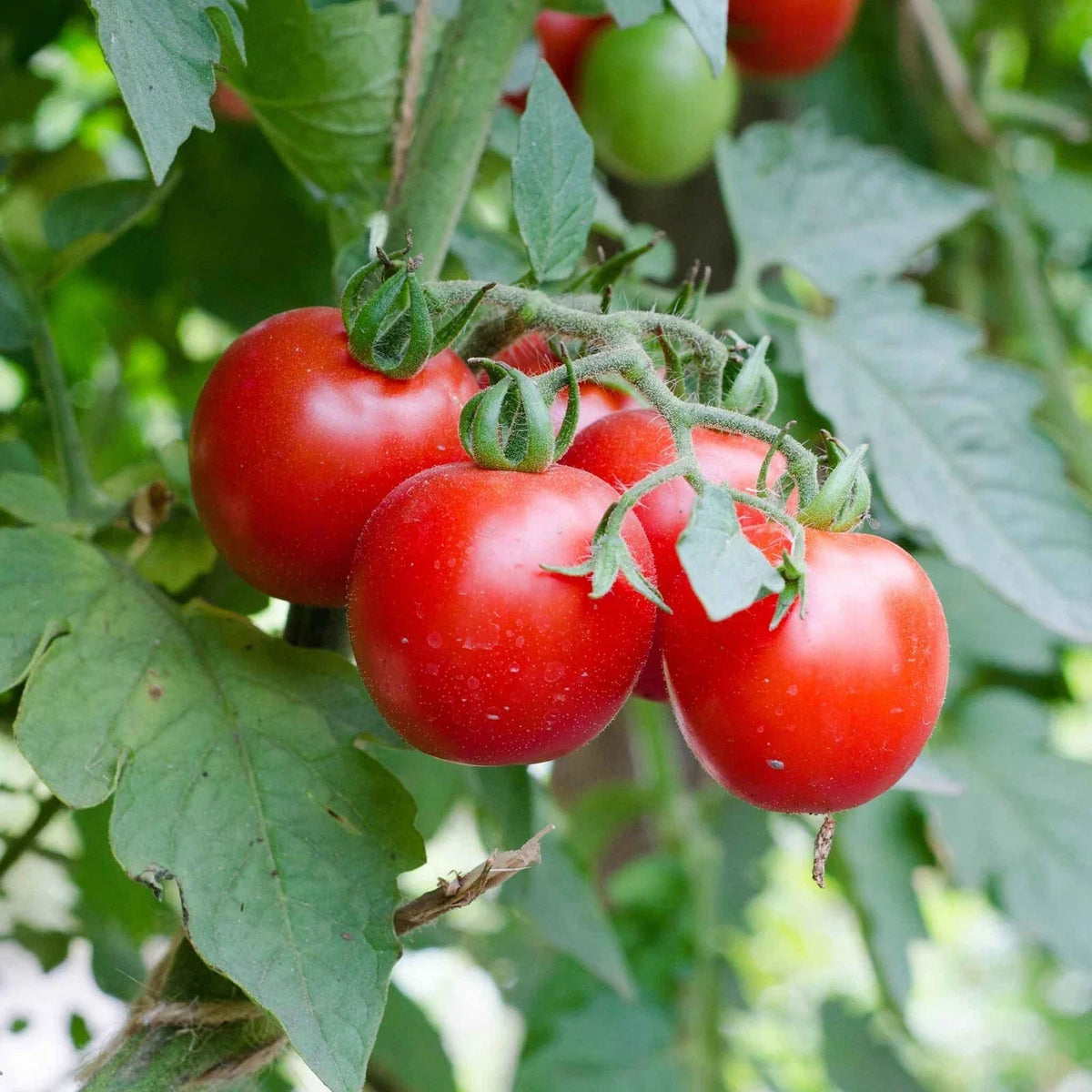 Large Heirloom Red Cherry Tomato Seeds - Non-GMO, Solanum lycopersicum, Salad Variety, Pack of 25 Seeds