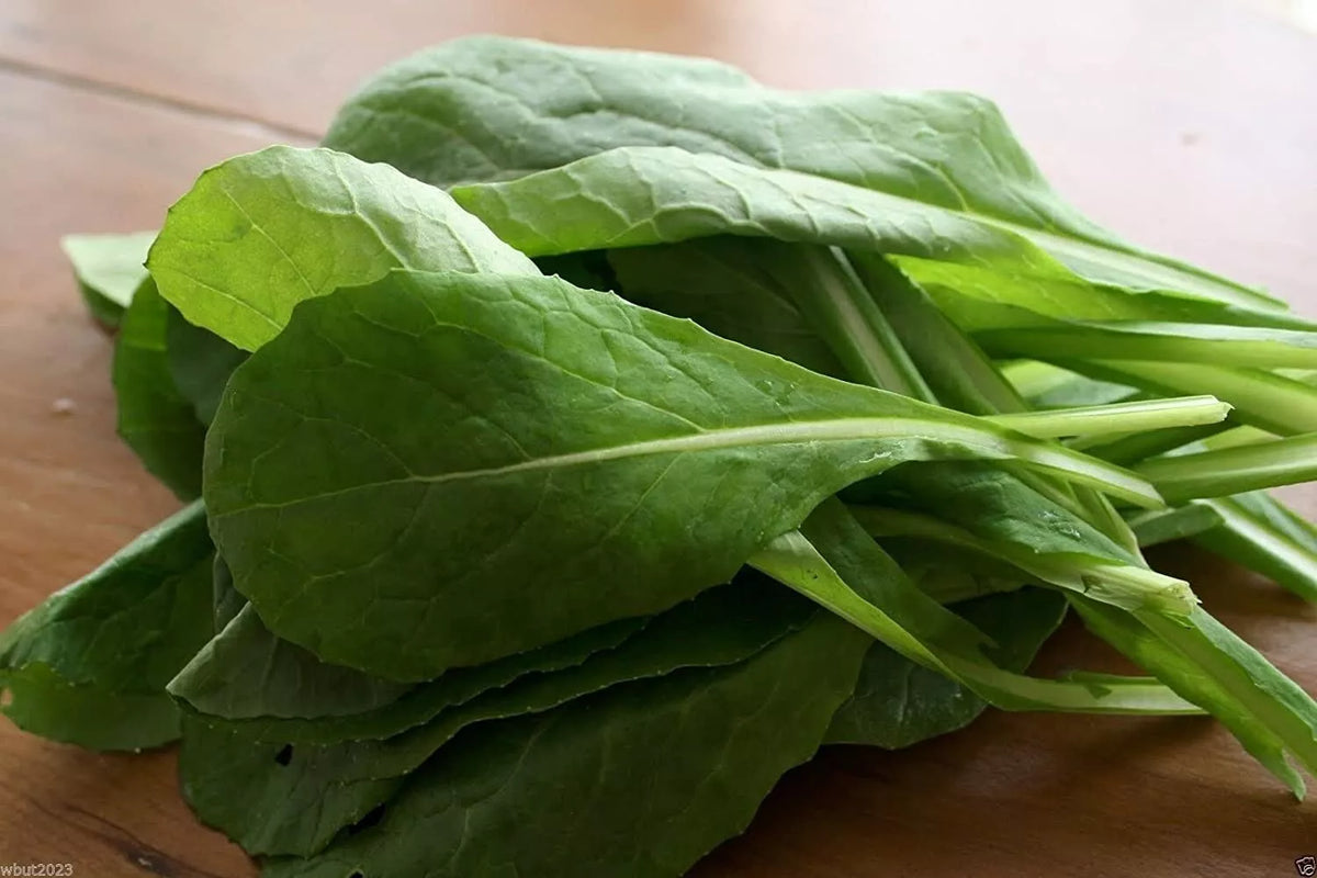 Komatsuna Mustard Seed - 100+ Non-GMO Vegetable Garden Seeds, Brassica rapa var. perviridis, Fast-Growing Leafy Greens