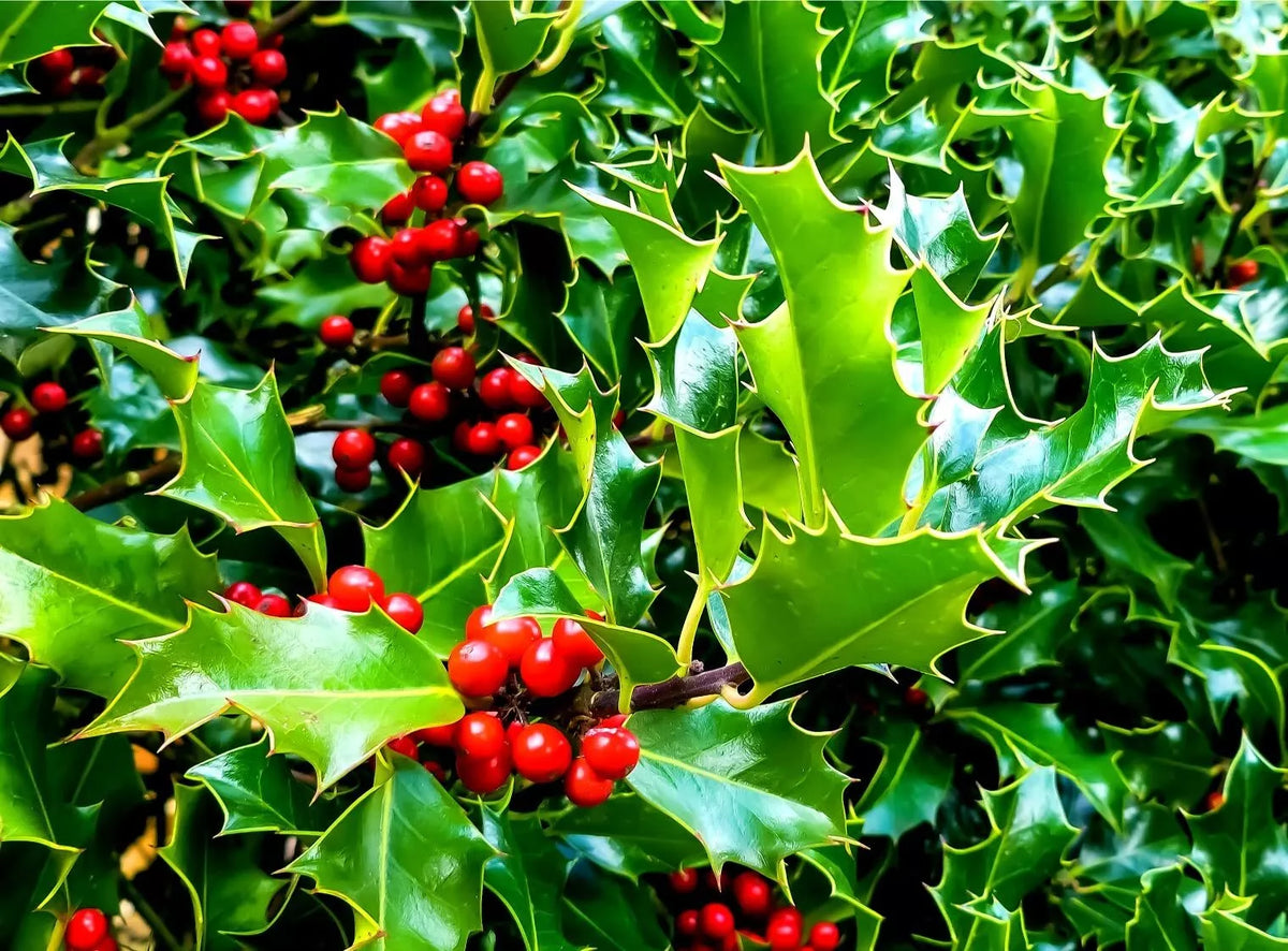 English Holly Seeds, 30 Count, Ilex aquifolium, Christmas Holly Garden Seeds, Festive Red Berries, Glossy Green Leaves