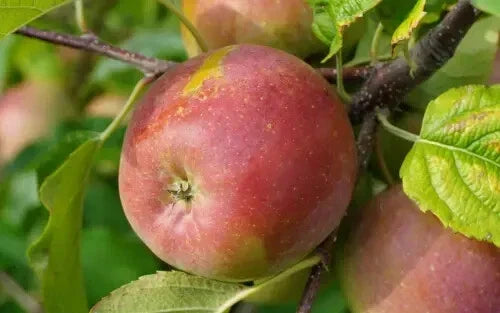 Fuji Apple Seeds - 25+ Pack for Garden Planting - Malus domestica 'Fuji' - USA Grown, Sweet & Crisp Flavor