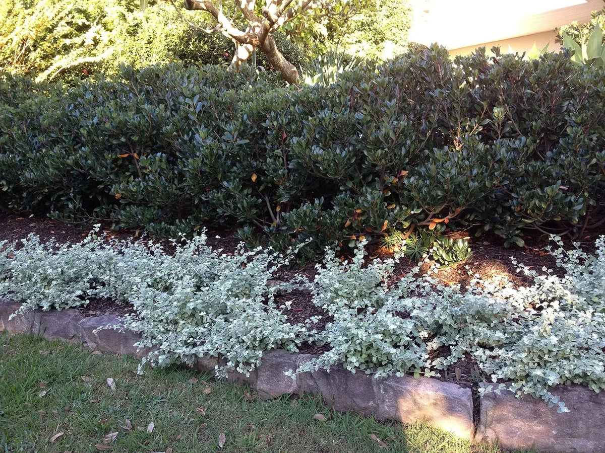 Saltbush Seeds - 50 Count - Drought-Resistant Landscape Bush - Atriplex spp. - Eco-Friendly Planting - Made in USA