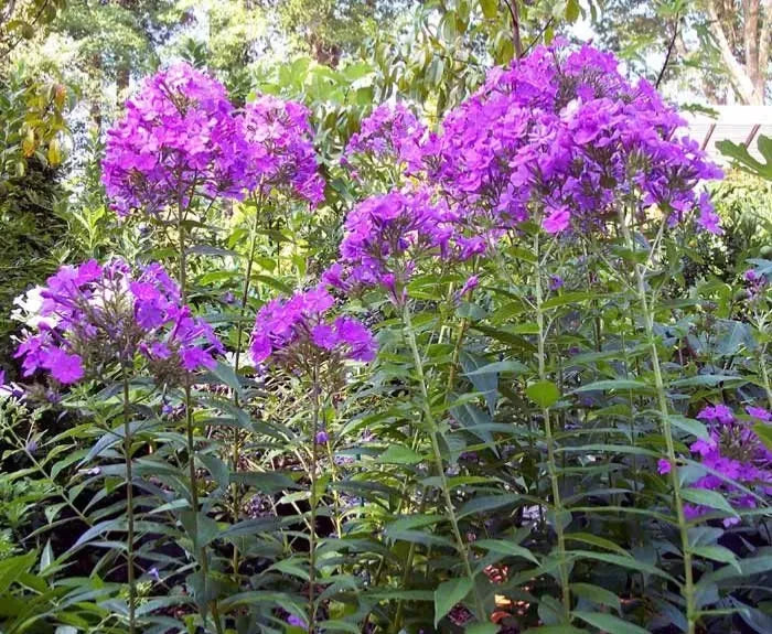 Tall Phlox Live Plant Bulk Pack 10+ Mixed Colors Phlox paniculata - Organic, Pesticide-Free Perennial Flowering Plants