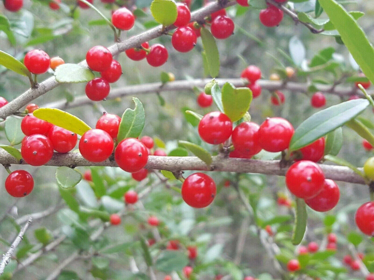Yaupon Holly Seeds | 25 Organic Seeds | Florida Native | Ilex vomitoria | Caffeine-Free Tea & Coffee Substitute