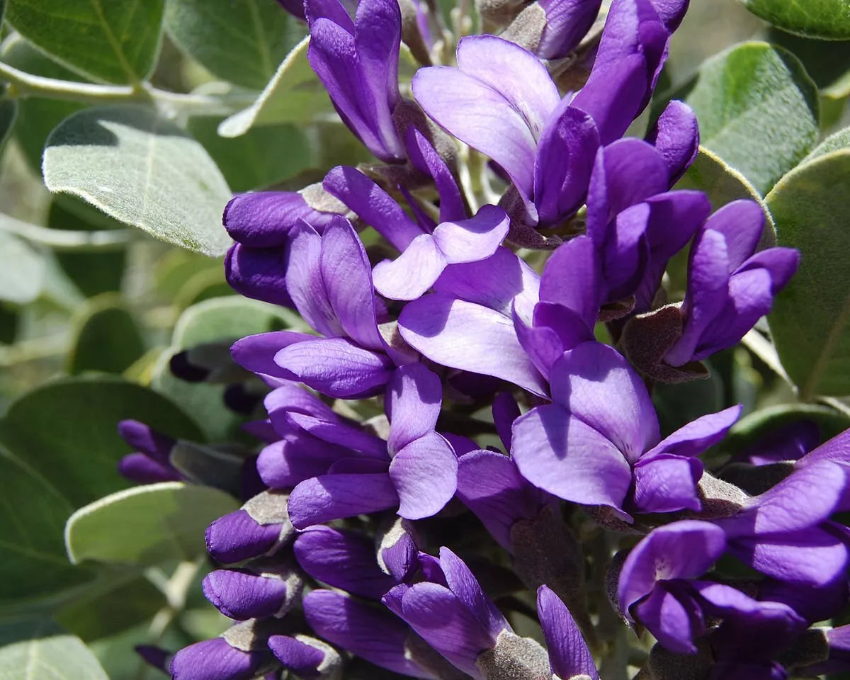 Mescal Bean Seeds - 10 Seeds, Texas Mescalbean (Sophora secundiflora), Drought-Tolerant, Purple Flowers, Native Plant