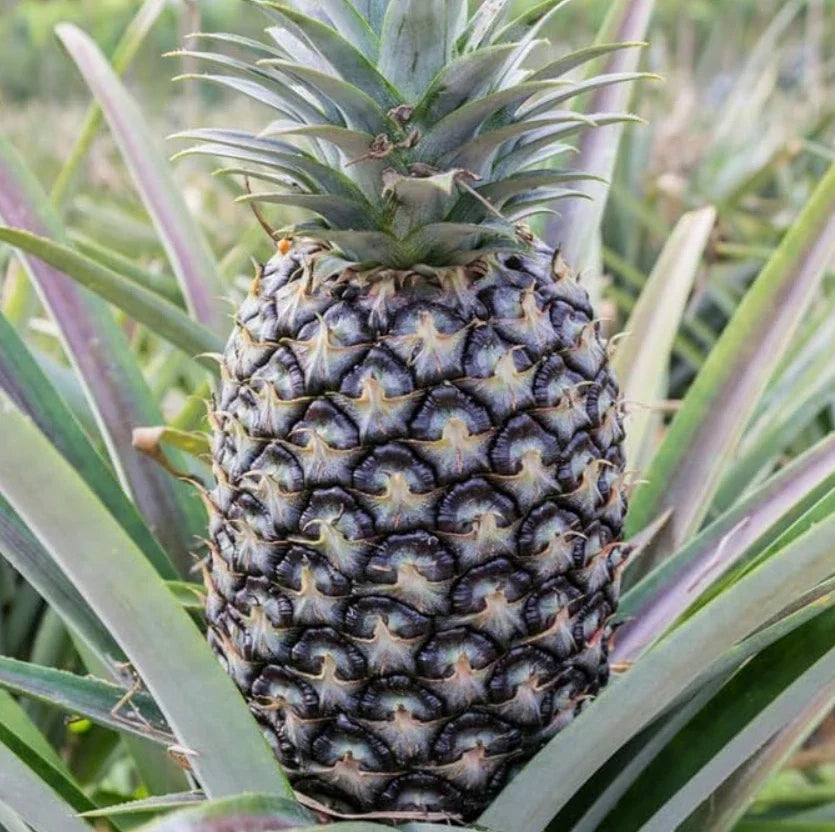 White Jade Pineapple Starter Plants - Set of 2 Planted Rooted Live Fruit Trees - Ananas comosus for Home Garden