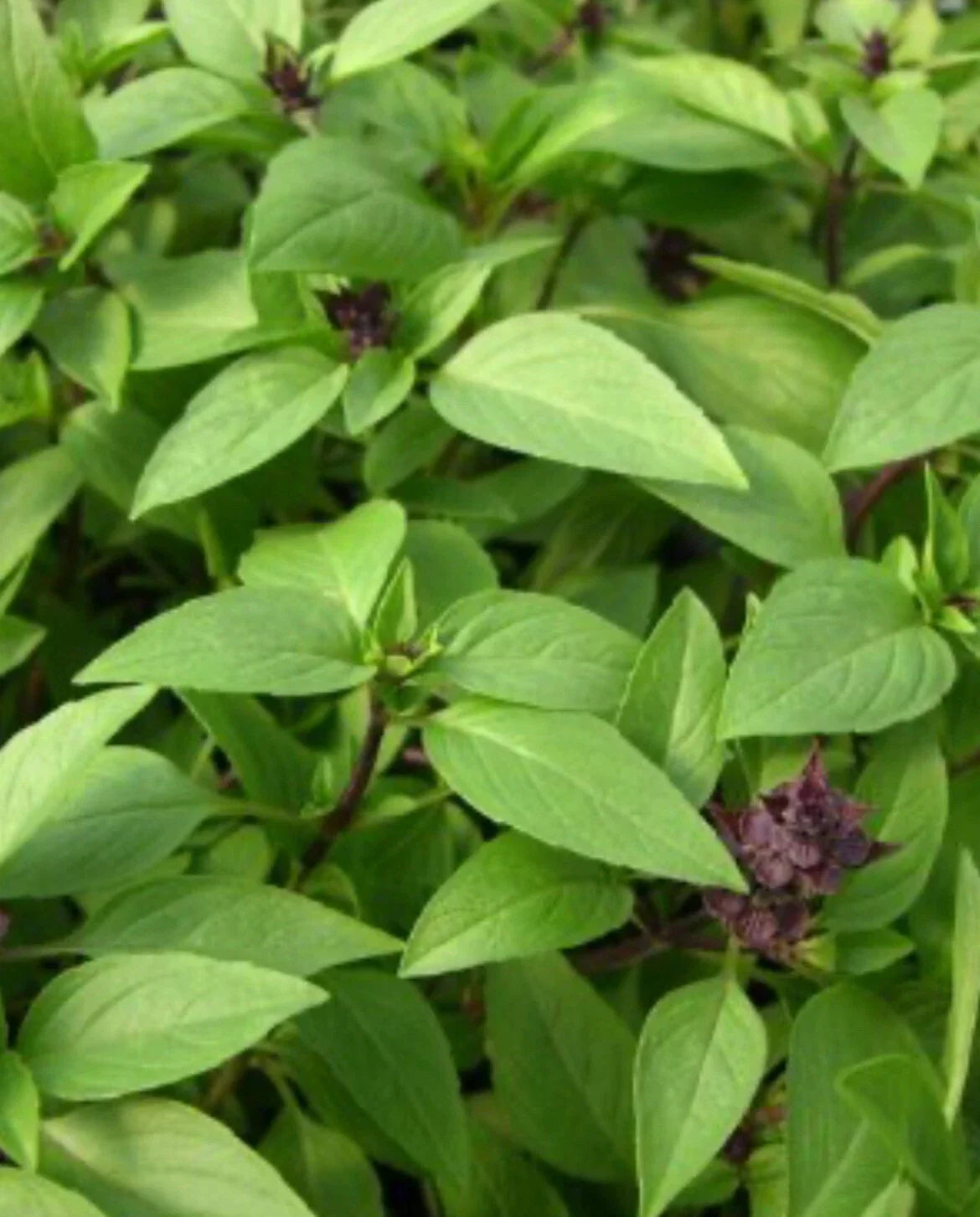Thai Basil Seeds - 100+ Non-GMO Seeds - Ocimum basilicum - Culinary Herb for Gardening