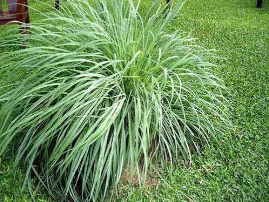 Lemongrass Plant Starter - Rooted Culinary Herb 'Citrus' Grass - Cymbopogon citratus - Aromatic Perennial for Gardens