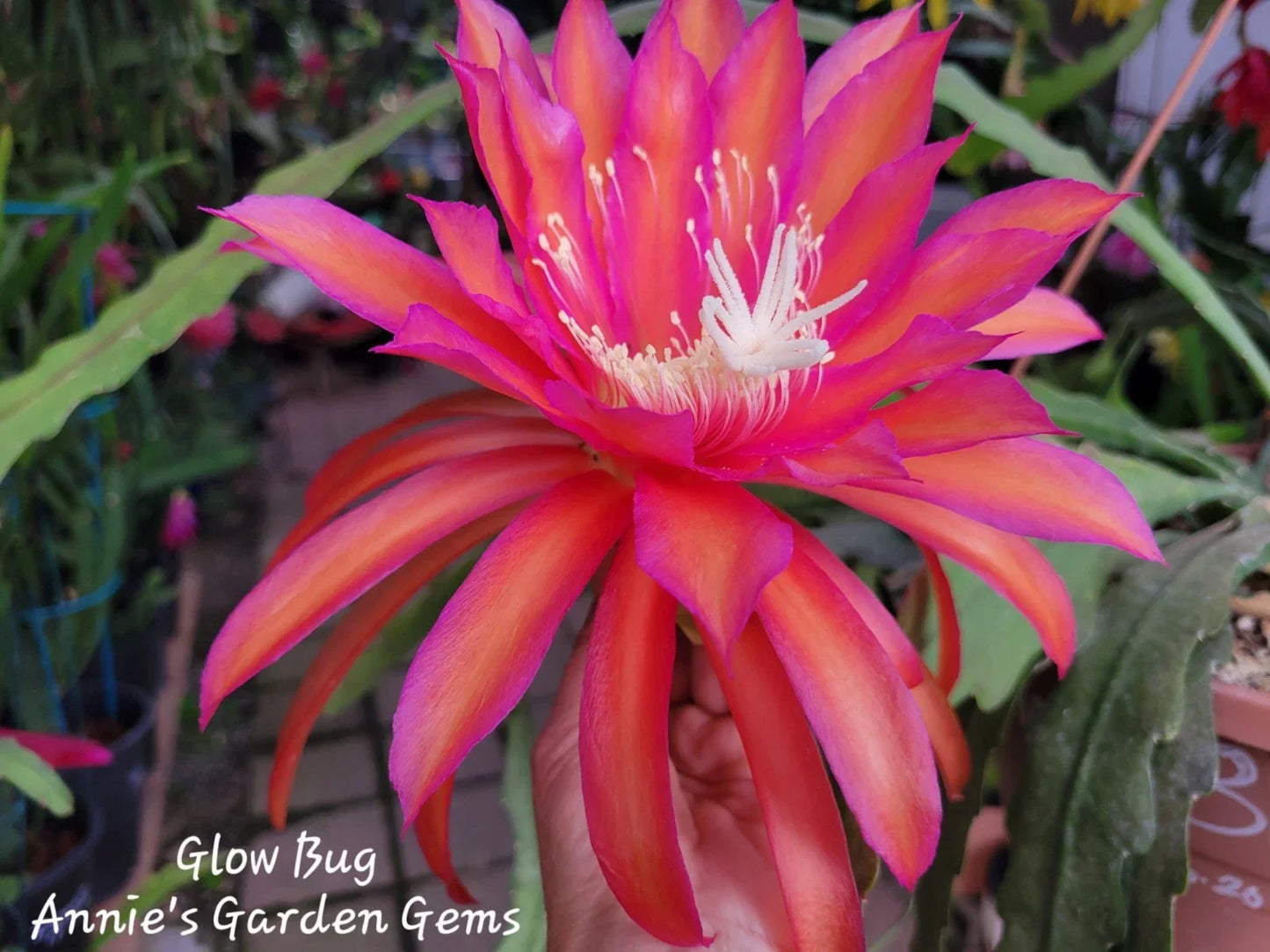 Unrooted Epiphyllum Cuttings 8-10 inches, Glow Bug Epicactus, Tropical Succulent for Indoor Plant Propagation, Epiphyllum spp.